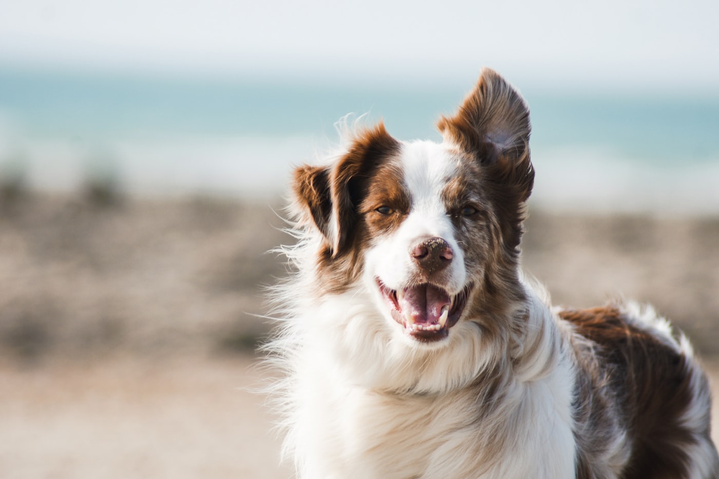 The Road Trip Checklist: Driving Long Distances With a Dog
