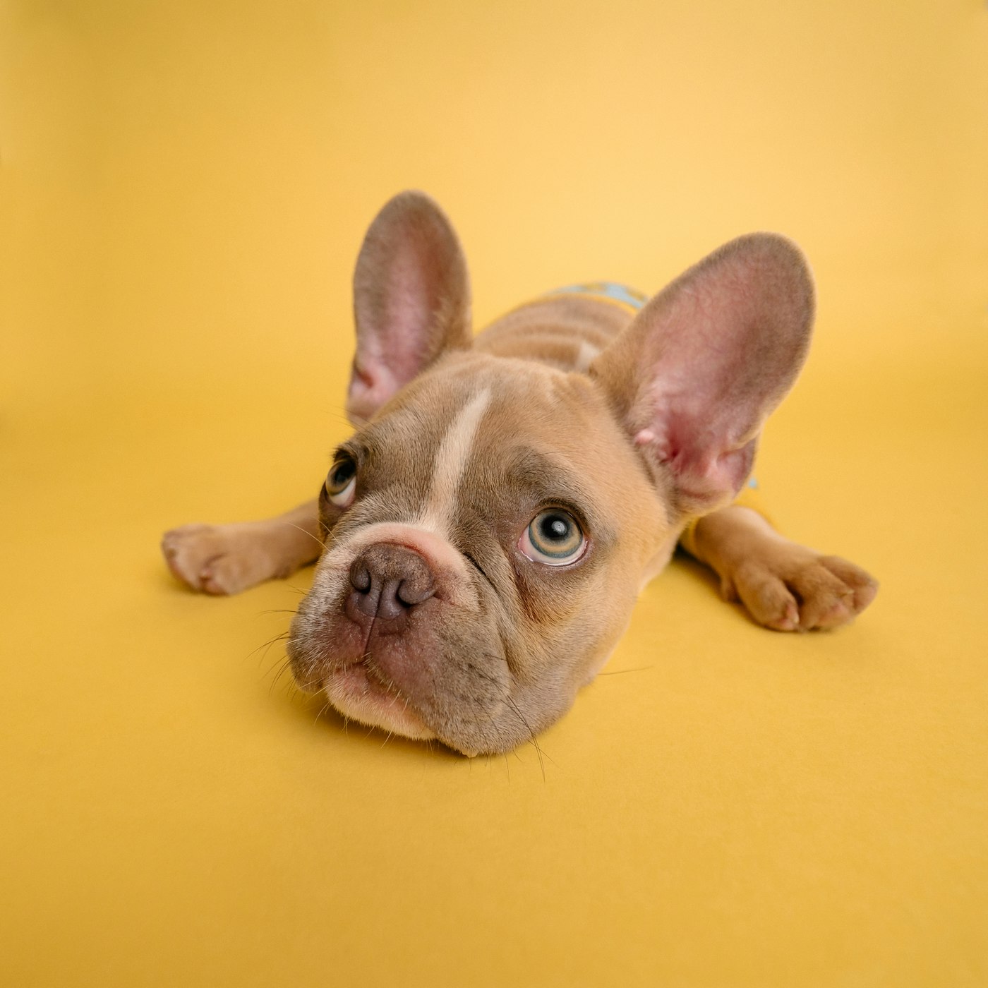 Crate Training for Travel: Turning the Crate Into a Portable Home