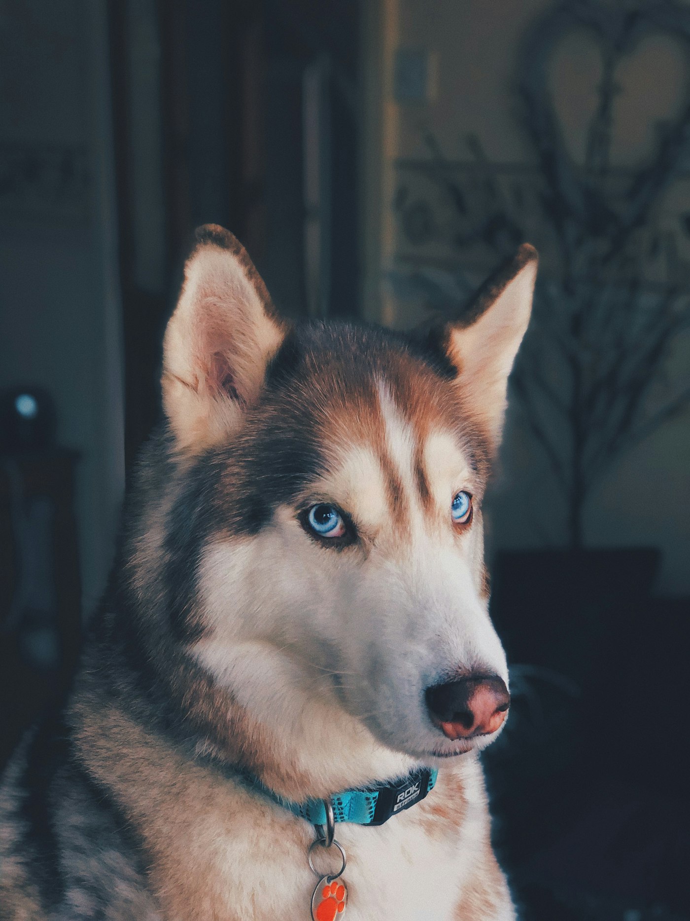 Hiking With Your Dog: Trail Fitness, Paw Care and What to Carry
