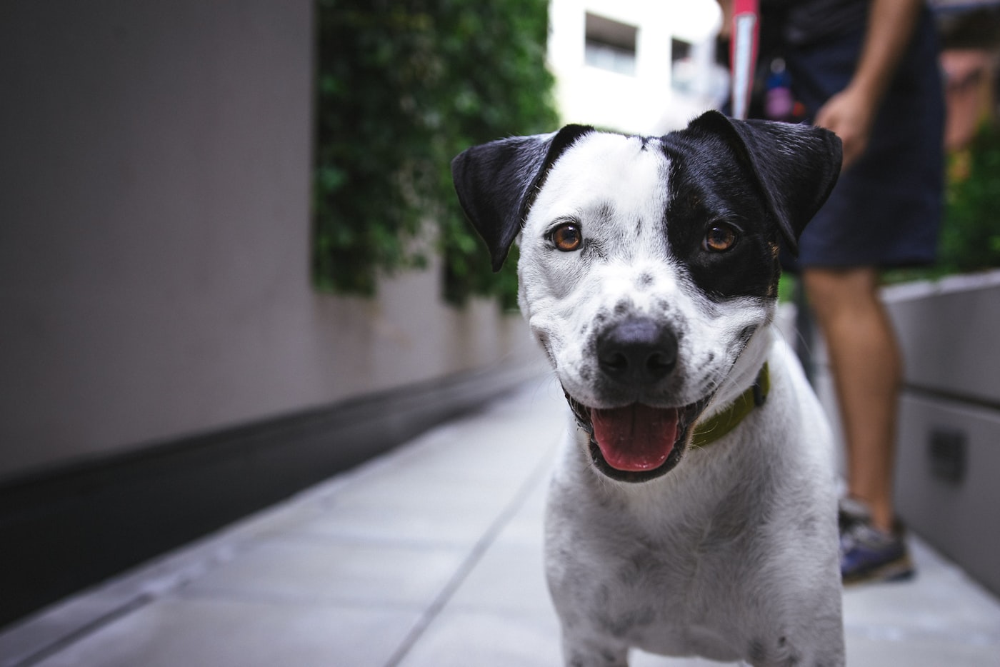 Car Safety for Dogs: Harnesses, Barriers and What Crash Testing Means