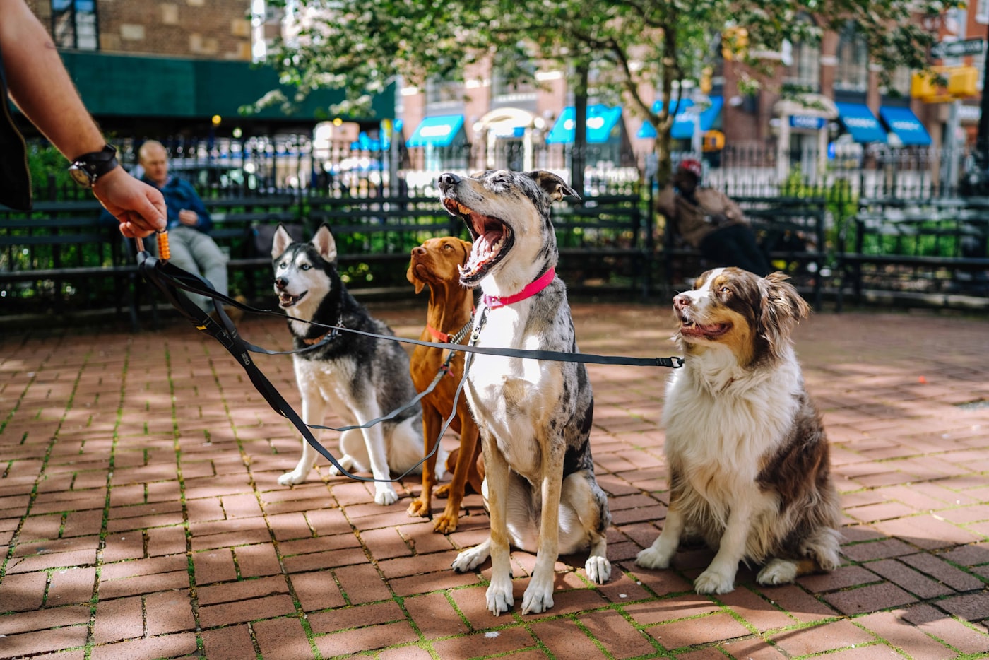 Harnesses & Leashes