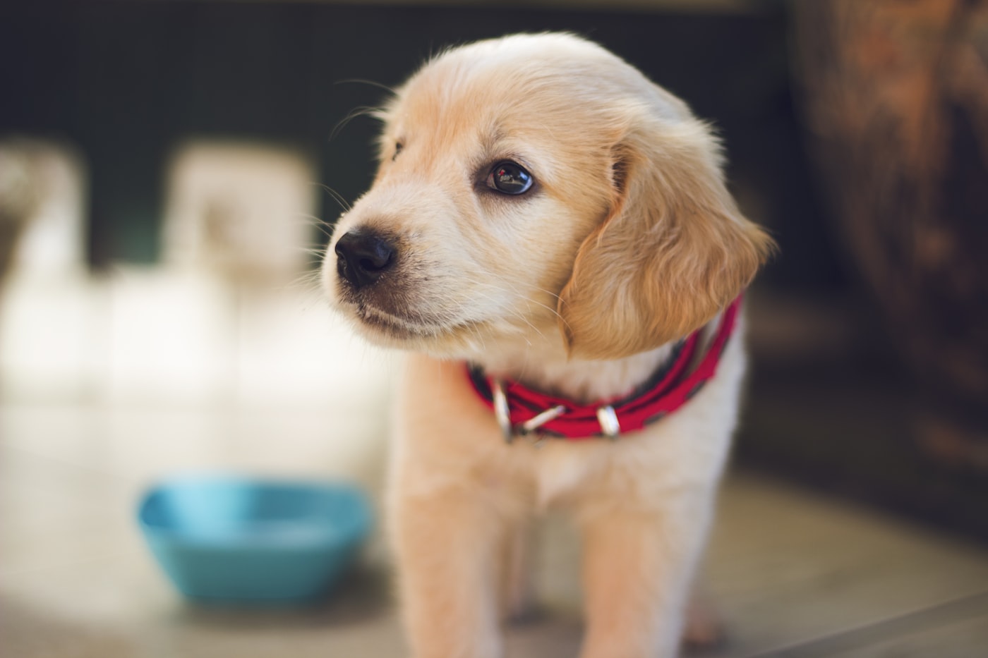 Travel Bowls & Feeding